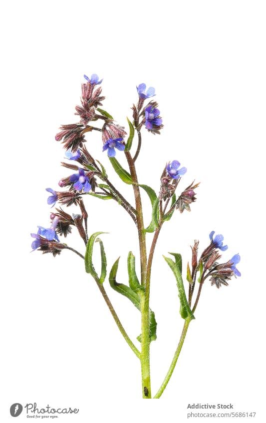 Berg Tausendgüldenkraut Pflanze isoliert auf weiß Bergtausendgüldenkraut Zentaurium erythraea Blume blau Blütenblatt vereinzelt weißer Hintergrund Nahaufnahme