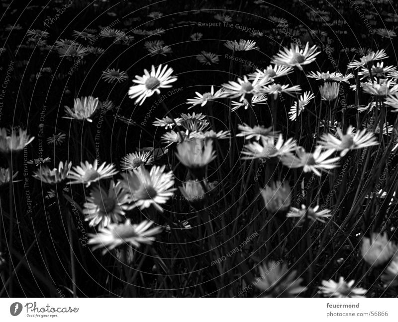 Frühlingsgefühle in schwarz-weiß Gänseblümchen Blüte Blume Wiese Sommer Gras Schwarzweißfoto daisy bloom