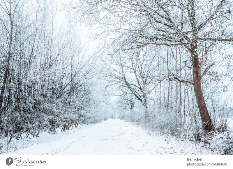 ein letzter hauch Wege & Pfade Schneefall weiß ruhig Wald Winter Natur frieren Jahreszeiten Märchenhaft Schneelandschaft Schneedecke idyllisch verträumt schön