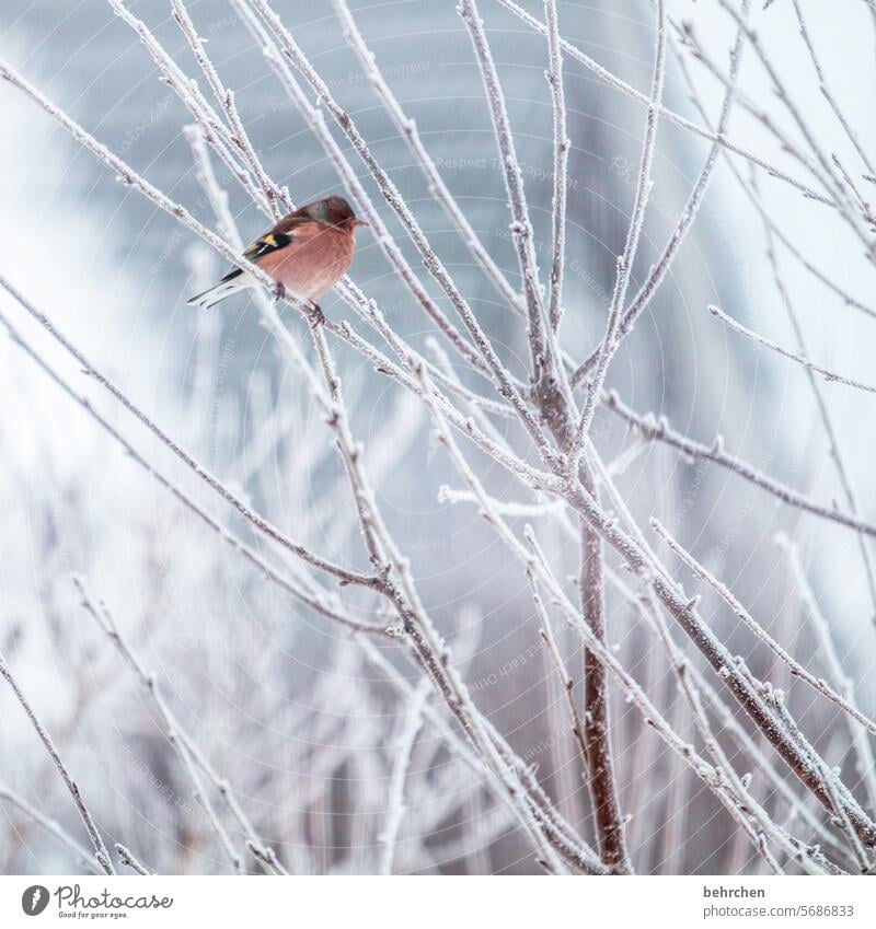 farbklecks klein kalt Schnee Äste und Zweige Magnolie Singvögel Tierporträt Tierschutz Wildtier Ornithologie Winter Natur Farbfoto Jahreszeiten hübsch Tierliebe
