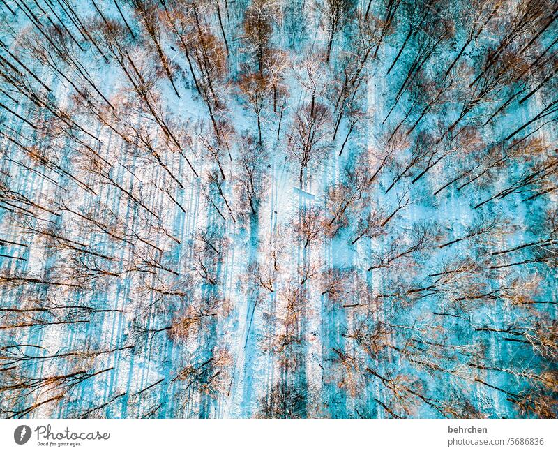 von oben herab Winter Wald Schnee Umwelt Landschaft Bäume Frost Winterlandschaft kalt Kälte frieren gefroren Außenaufnahme Wetter Jahreszeiten Raureif