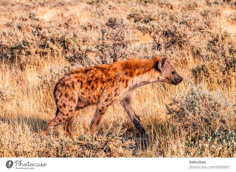 auf der lauer hässlich ugly five Aasfresser tüpfelhyäne aufmerksam Hyäne beobachten Tierschutz Tierliebe Wildtier Wildnis außergewöhnlich Safari Natur Abenteuer