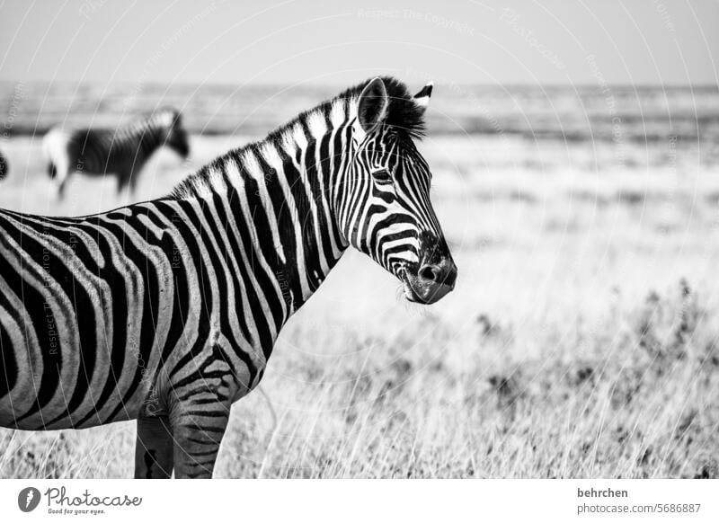 lächeln in schwarzweiß Tierporträt fantastisch außergewöhnlich Zebra Wildtier Gras Natur Safari Freiheit Ferne Abenteuer Ferien & Urlaub & Reisen