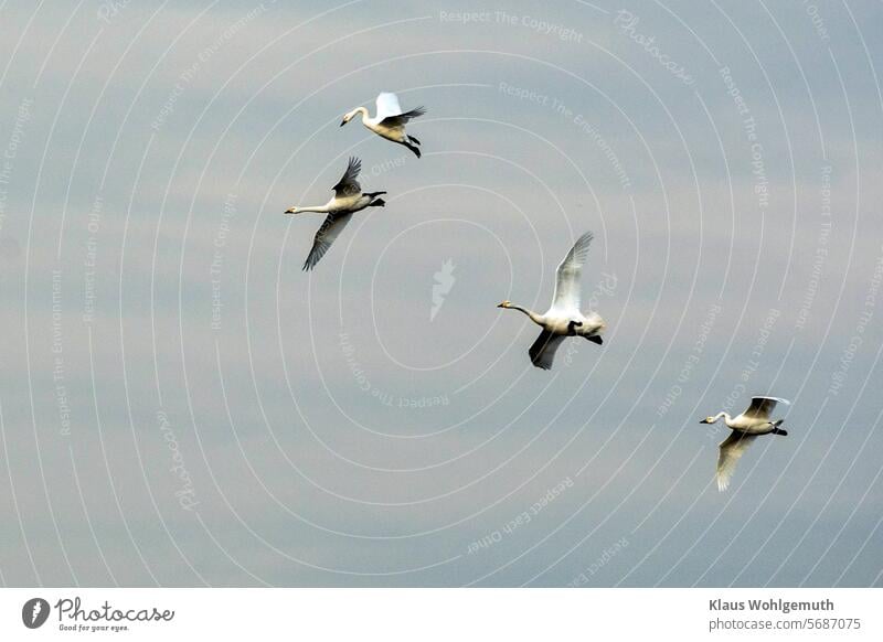 3+1, 3Zwergschwäne und ein Singschwan setzen zur Landung an Zwergschwan Landen fliegen Gefieder Schwan Schwäne Winter Natur Vogel Flügel elegant Außenaufnahme