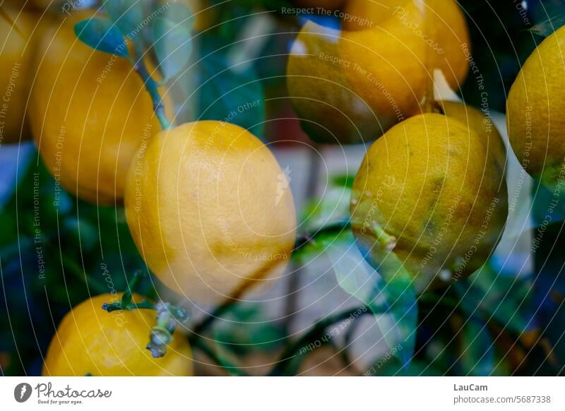 Orangen und Zitronen gelb Zitrusfrüchte Vitamine sonnengereift sauer Lebensmittel Vitamin C Frucht Gesundheit frisch vitaminreich fruchtig lecker saftig