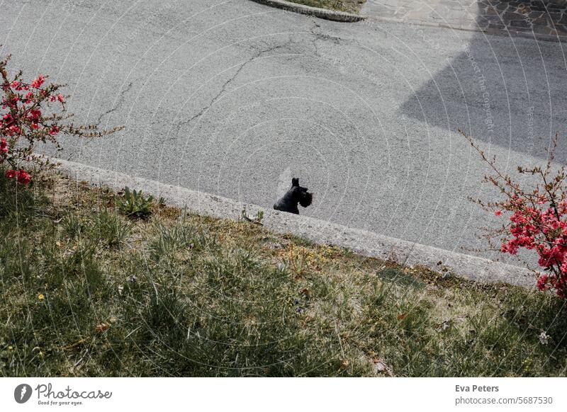 Ein kleiner schwarzer Hund sitzt auf der Straße zwischen zwei roten Sträuchern Kleiner kleiner hund süß süßer Hund draußen sitzen Büsche Asphalt Asphaltstraße