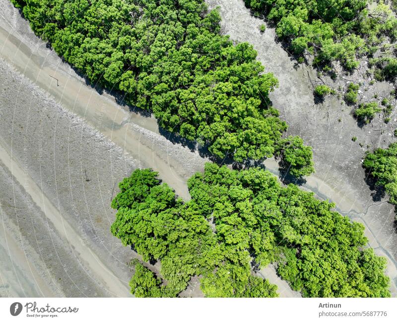 Grüner Mangrovenwald mit Morgensonne. Mangroven-Ökosystem. Natürliche Kohlenstoffsenken. Mangroven binden CO2 aus der Atmosphäre. Blaue Kohlenstoff-Ökosysteme. Mangroven absorbieren Kohlendioxid-Emissionen.
