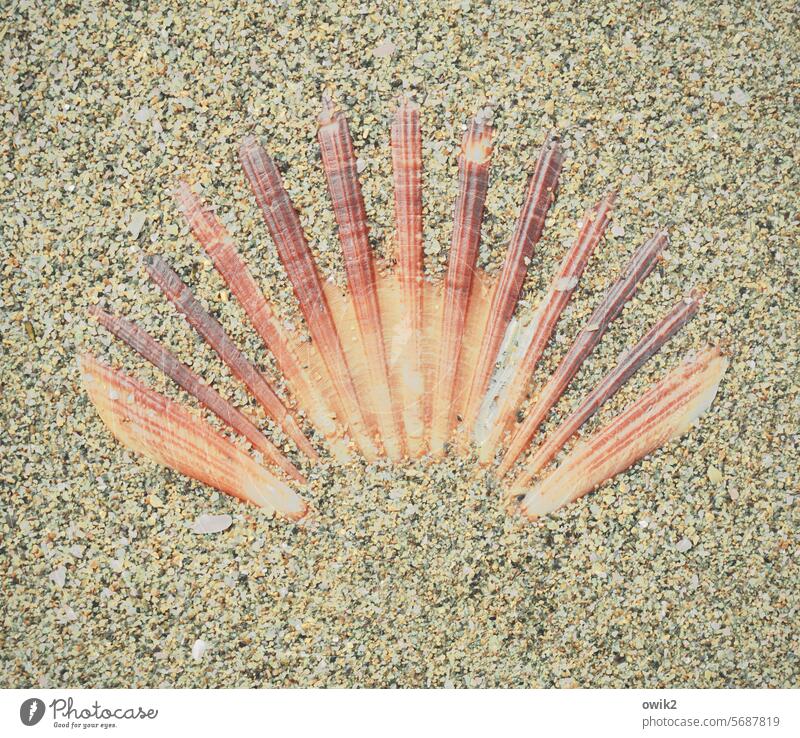 Jakobsweg Jakobsmuschel Strand Sand Sandkörner verweht Muschel verborgen Muschelschale Sandstrand Farbfoto Strandgut Küste Normandie Frankreich Natur