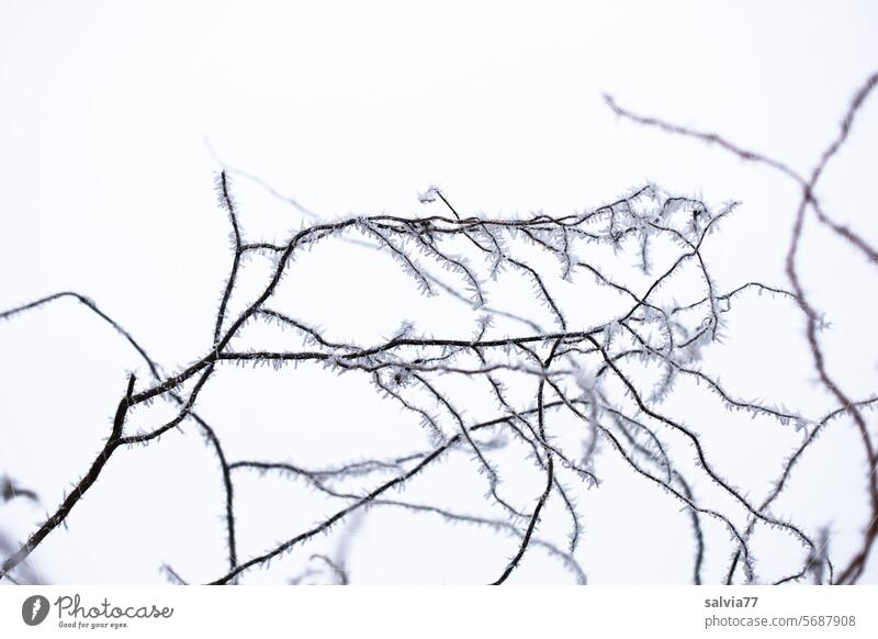 R wie... | Raureif auf Zweigen Winter Reif kalt Frost weiß gefroren Natur Pflanze Menschenleer Strauch frieren Winterstimmung Kälte Wintertag winterlich frostig