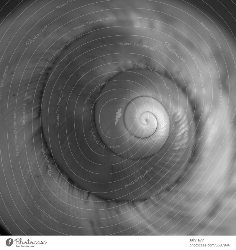 Spirale Schneckenhaus spiralförmig Strukturen & Formen rund Symmetrie Natur Design Schwarzweißfoto Menschenleer Schutz Muster