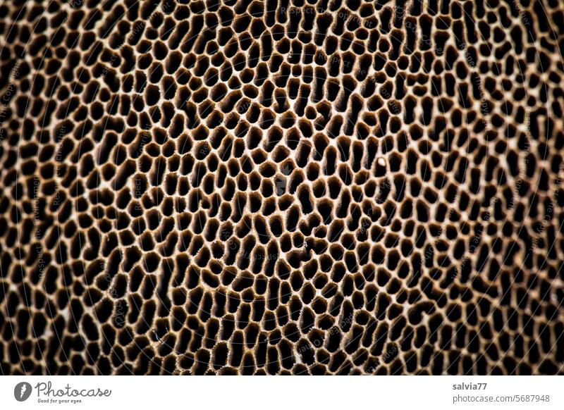 Röhrenschwamm der Pilzunterseite Röhrenschicht Poren Muster Strukturen & Formen Makroaufnahme Nahaufnahme Fruchtkörper Fruchtschicht Röhrenpilz Detailaufnahme