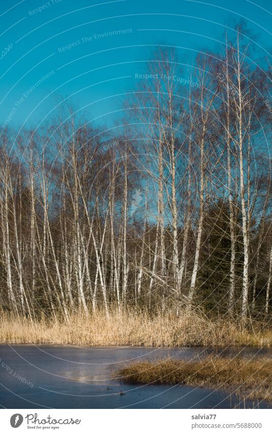 Birkenwald am See Himmel blau Wald Weiher Ufer Idylle Wasser Natur Schilf Uferböschung Riedsee Seeufer Teich ruhig Landschaft Ruhe friedlich Bäume Blauer Himmel