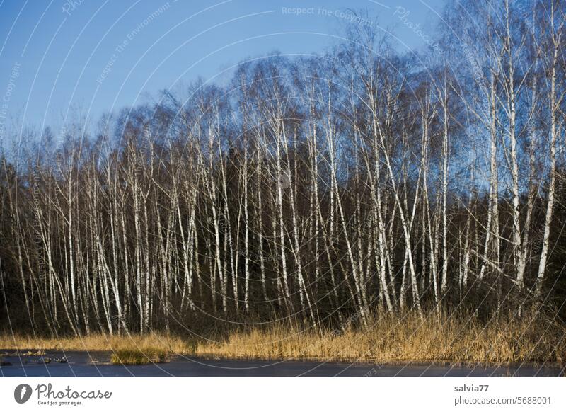 Birkenwald am See Wald Himmel Landschaft Natur Bäume weiß Blauer Himmel Baum Wasser Menschenleer blau ruhig Idylle Winter Ruhe Farbfoto Seeufer Schönes Wetter
