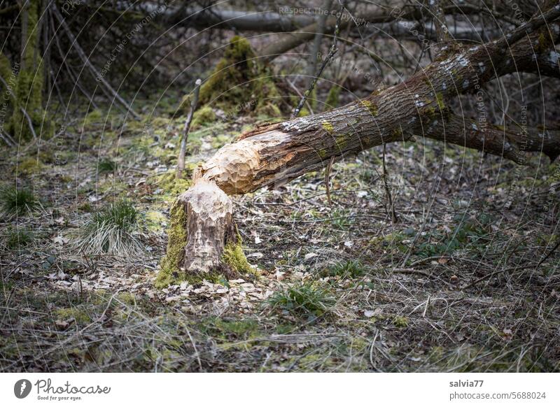 Baum fällen in klassischer Biber Manier Biberwerk Biberschaden gefällter Baum Holzspäne Natur Forstwirtschaft Zerstörung Baumstamm Abholzung Umwelt Wald
