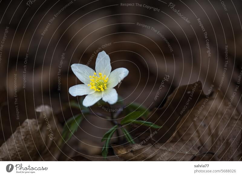 Frühlingsbote im Wald, das Buschwindröschen Waldanemone Blume Natur Pflanze Nahaufnahme weiß Schwache Tiefenschärfe Blüte Waldboden Laub Kontrast einsam Zart