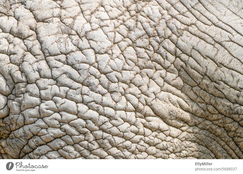 Faltige graue Elefantenhaut Nahaufnahme Falten Detailaufnahme faltig faltige Haut Tier Leder schrumpelig dick ledrig Hintergrund