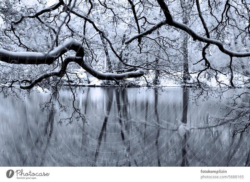 Waldsee im Winter See kalt Bäume Natur Spiegelung Wasserspiegelung ruhig Stille Ruhe Raureif Äste friedlich Wasseroberfläche Idylle Eis Frost Schnee