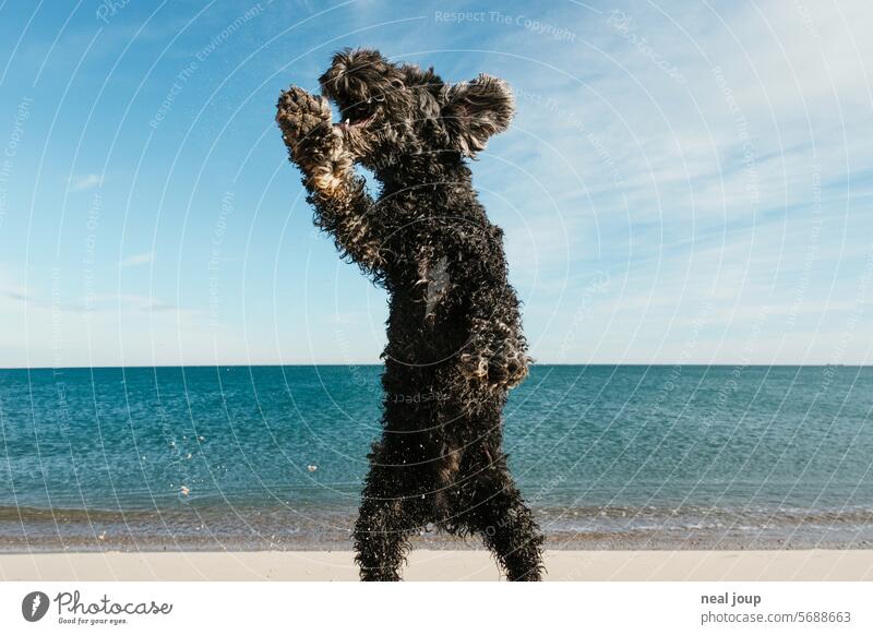 Zotteliger schwarzer Hund in ulkiger Pose am Strand Stufe haustier niedlich lustig schwarzes Fell Springen hüpfen Männchen machen skurril Meer Strang Horizont