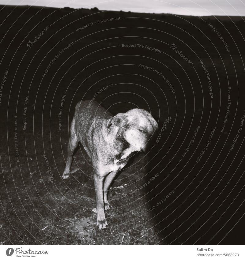 Schwarz-Weiß-Foto eines Hundes Hündchen Hundekopf Schwarzweißfoto schwarz auf weiß Schwarz-Weiß-Fotografie Photo-Shooting Blitzlichtaufnahme grell abstrakt