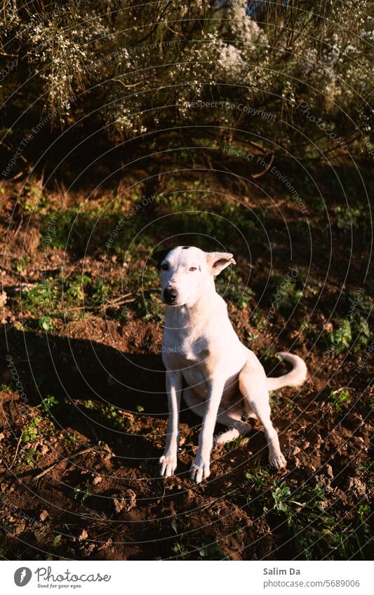 Liebliches Haustier lieblich Hund Hunde Hündchen Haustiere Tier Porträt Welpe Schwärmerei Eckzahn weiß Natur niedlich heimisch