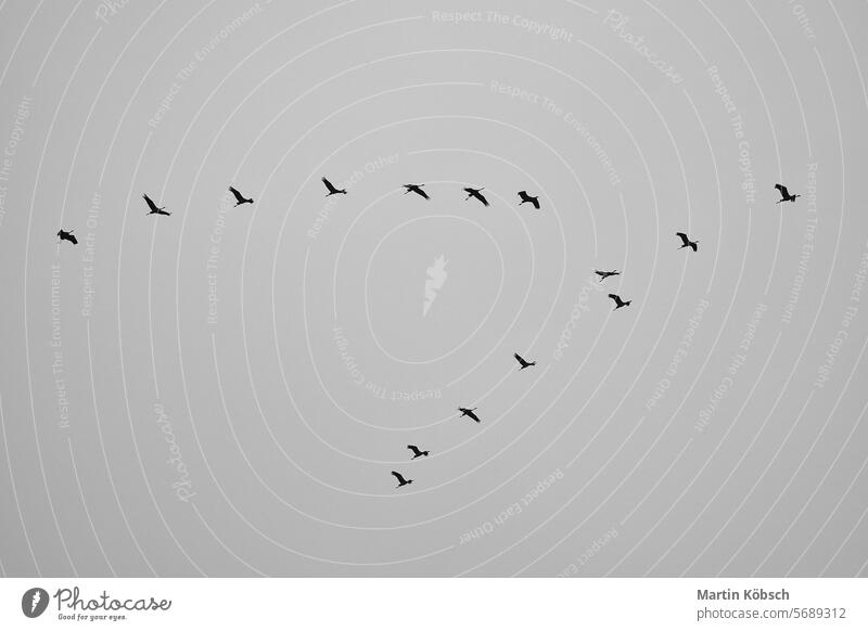 Kraniche fliegen in V-Formation in den Himmel. Zugvögel auf dem Darss. schwarz weiß Frühling Süden Zugvogel Air Menschengruppe schön grau revoltijo Hintergrund