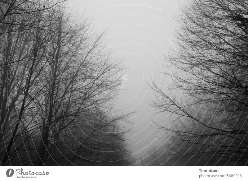 Mal wieder Nebel Wetter Herbst Winter Natur schlechtes Wetter Bäume Zweige u. Äste kahl Äste und Zweige Außenaufnahme Menschenleer Umwelt Himmel