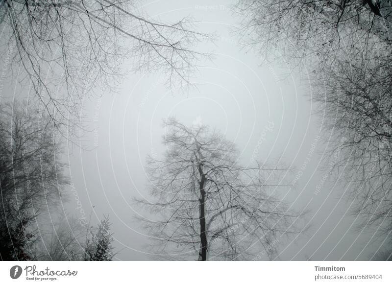 Der Nebel hüllt Bäume und Äste ein Himmel bedeckt Natur Wetter Herbst Winter Zweige und Äste kahl Menschenleer Schwarzweißfoto Doppelbelichtung Wald