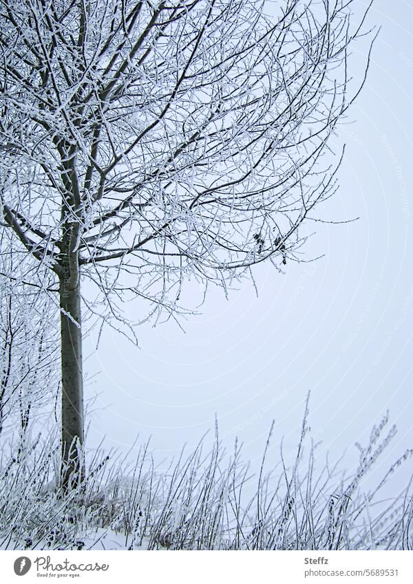blattloser Winterbaum am Rande eines Feldes Schnee Raureif verschneit frostig frieren Kälte Winterfeld Winterwetter Frost winterlich Wintertag Schneedecke kalt