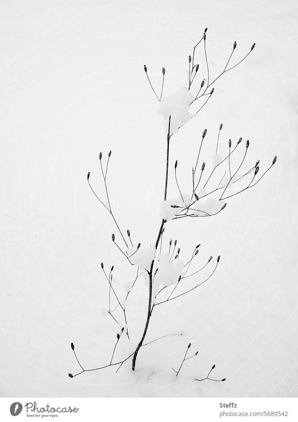 eine kleine Pflanze im Winter Schnee Schneehaube Schneedecke schneebedeckt Winterkälte Kälte Schleierkraut Gipskraut Wetter Klima winterlich abstrakt