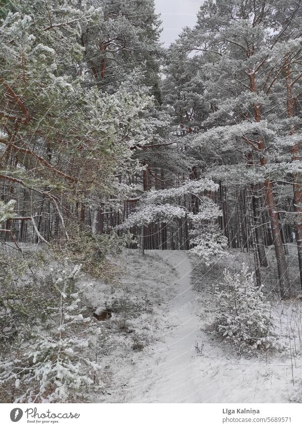 Winterlandschaft mit Wald und Bäumen Landschaft Winterstimmung Natur Jahreszeiten Winterspaziergang kalt Kälte Wintertag gefroren Schnee im Freien Pflanze Baum