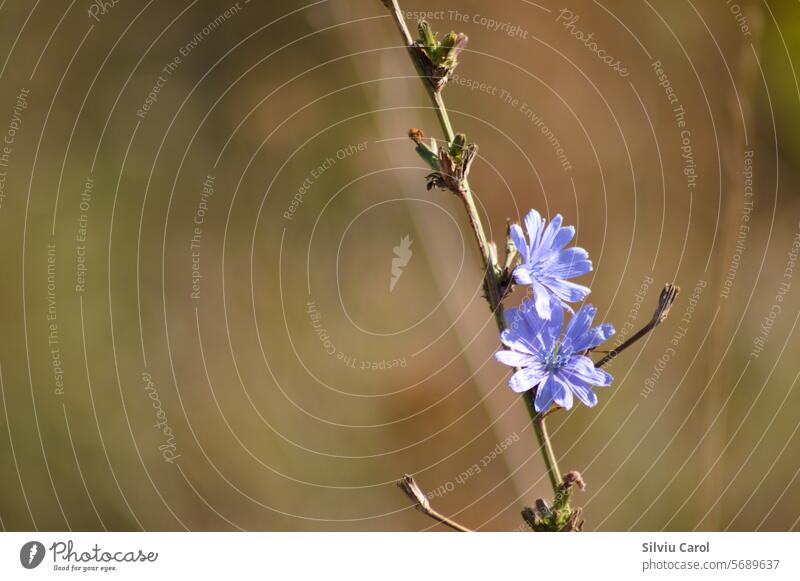 Nahaufnahme von blauen Zichorienblüten mit unscharfem Hintergrund Chicorée Pflanze Blume Sommer Blütezeit Feld wild Garten Natur schön Schönheit Wildblume Makro