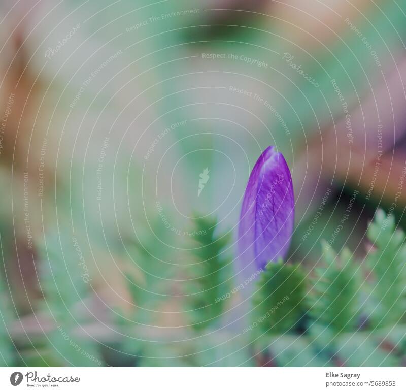 Zarter , geschlossene ,lila  Krokus- Blüte Frühling Blume Natur Pflanze violett Krokusse Garten Nahaufnahme Außenaufnahme Frühblüher Makroaufnahme