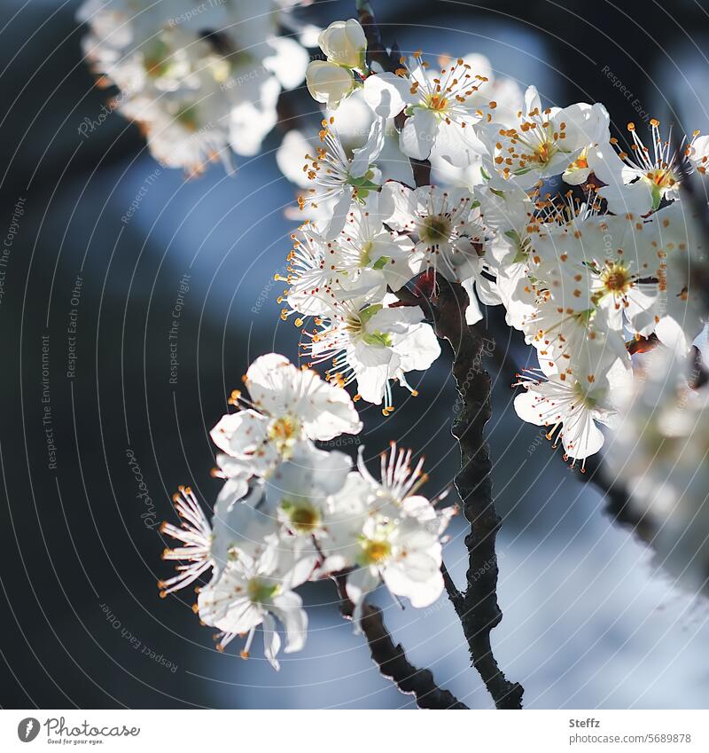 Frühlingserwachen Frühlingszweig Frühlingsblüten Pflaumenblüte blühen Blütenblätter weiße Blüten erblühen blau Frühlingstag April Frühlingsblüher erfreulich