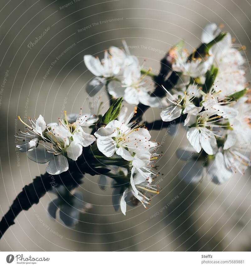 Frühlingsblüten Pflaumenblüte Frühlingserwachen Frühlingszweig blühen Frühlingsgefühl Blüten erblühen Frühlingsblumen weiß Blütenblätter Frühlingsboten