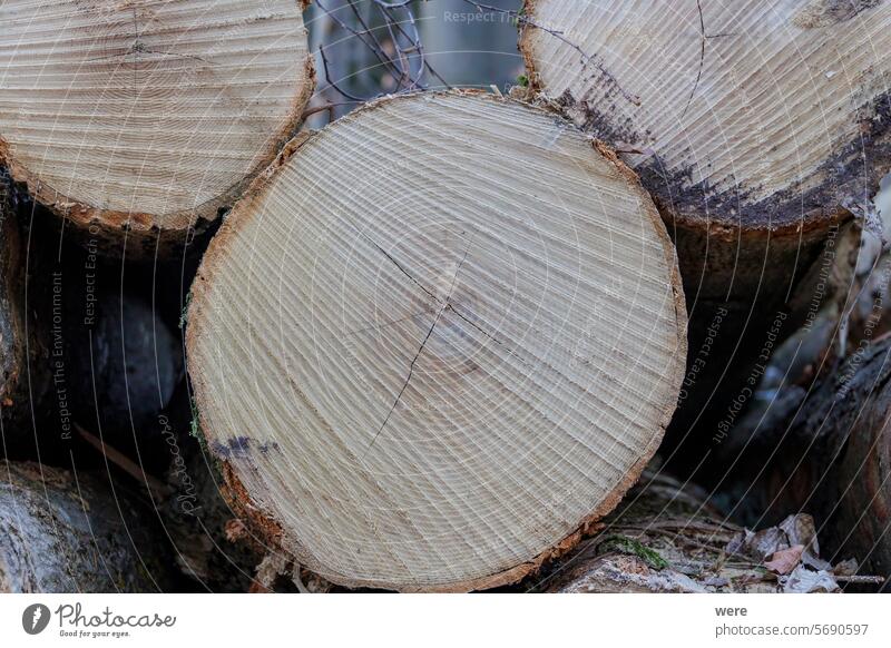 Schnittfläche eines gefällten Baumstamms mit Sägemuster und Holzmaserung Hintergrund Waldarbeiter Muster ausgesägt Bäume Textfreiraum geschnitten dunkel
