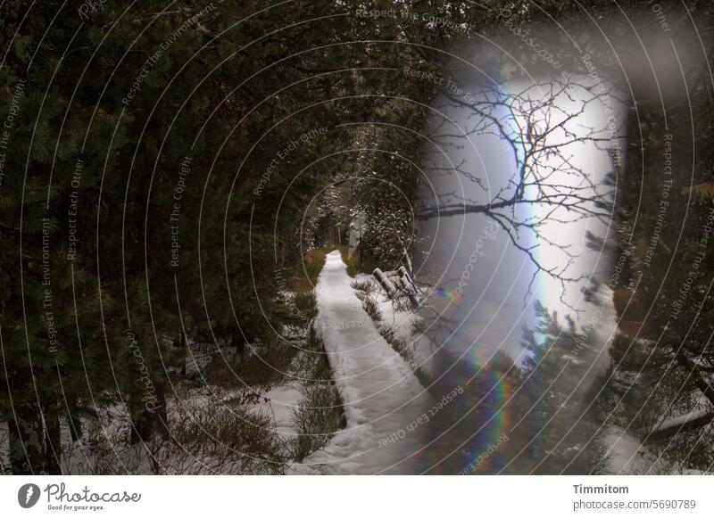Dieser Weg macht neugierig Pfad Holzsteg Schnee Winter kalt eng Wald Bäume Natur Licht hell und dunkel Lichtbrechung Prisma Blindensee Menschenleer