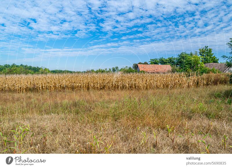 Maisfeld im Herbst Ackerbau Hintergrund Müsli Kornfeld Land Landschaft kultiviert Anbaufläche Umwelt Bauernhof Ackerland Feld Lebensmittel frisch Wachstum Ernte