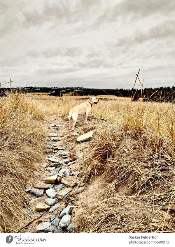 Hund auf Pfad durch Sanddünen Küste Küstenlandschaft Gras grau grauer Himmel gelbes Gras Landschaft Meer ländlich Dunes Nordatlantik Natur Haustier Haustiere