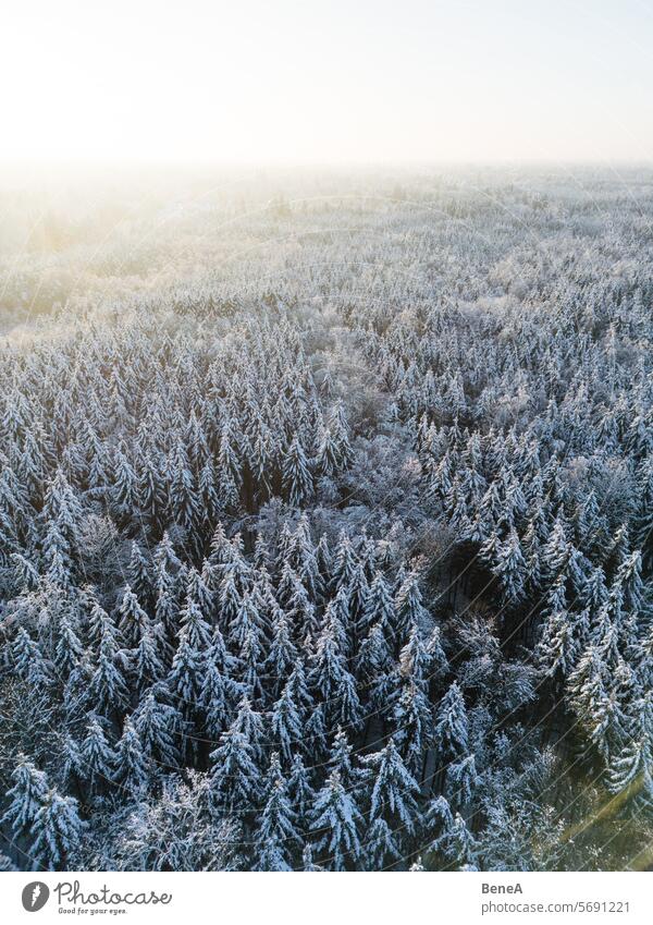 Schneebedeckter Wald bei Sonnenuntergang von oben gesehen Luftaufnahme Bayern Vogelschau Windstille kalt Kalte Landschaft Dröhnen Drohnenansicht Abenddämmerung