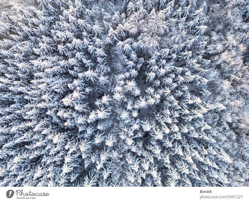Schneebedeckter Wald bei Sonnenuntergang von oben gesehen Luftaufnahme Bayern Vogelschau Windstille kalt Kalte Landschaft Dröhnen Drohnenansicht Abenddämmerung
