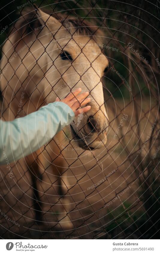 Die Hand greift den Kopf des Fohlens durch den Zaun. Pferd Tier Natur Außenaufnahme Farbfoto Tierjunges Nutztier Tierporträt Blick Wiese Textfreiraum oben