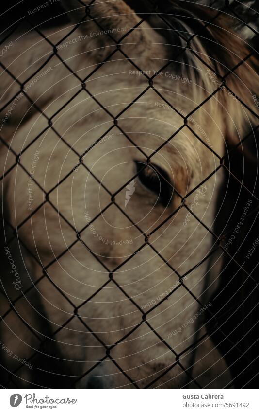 Fohlenkopf hinter einem Zaun. Pferd Außenaufnahme Tier Natur Nutztier Tierporträt Farbfoto Wiese Tierjunges Tag Bauernhof Textfreiraum oben Feld