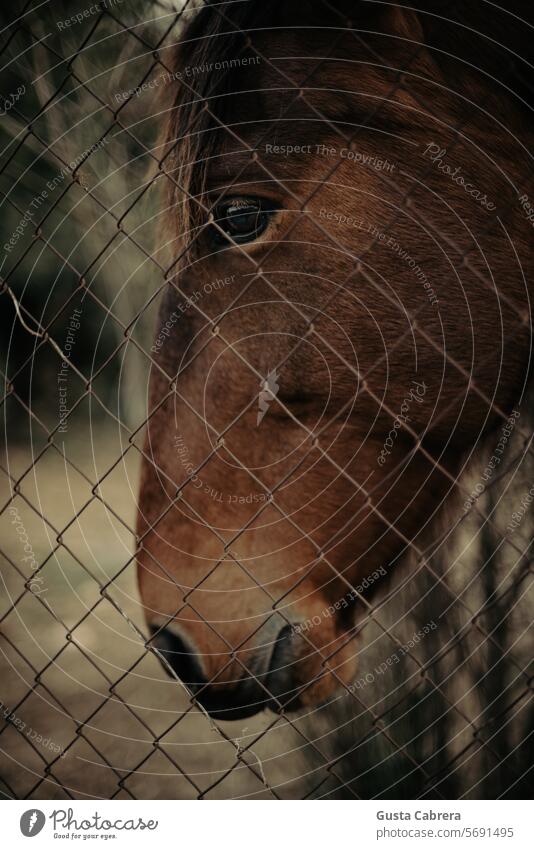 Pferdekopf durch den Zaun. Nutztier Farbfoto Tier Tag Tierporträt Mähne Außenaufnahme Natur Blick in die Kamera Tiergesicht
