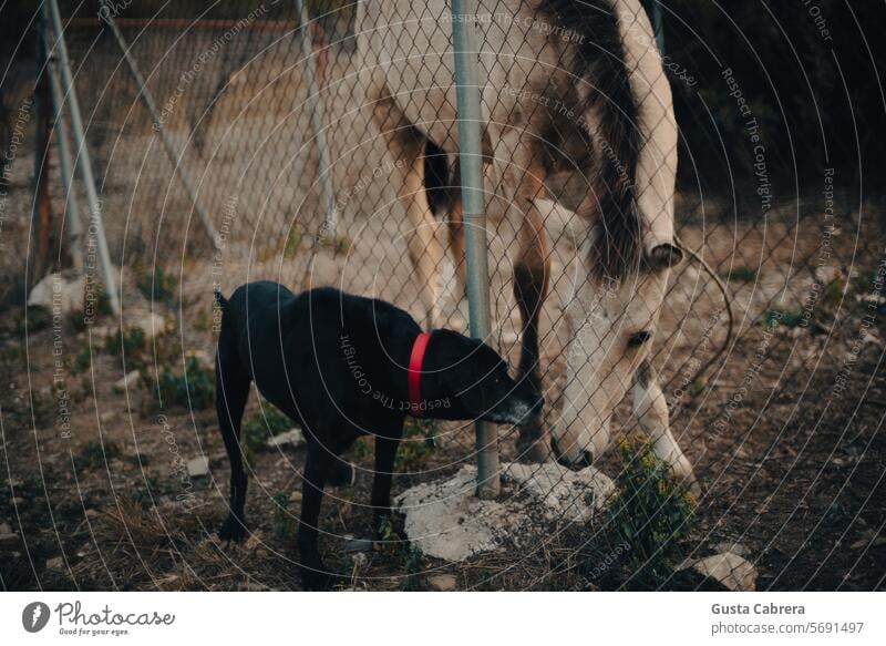 Hund und Fohlen begrüßen sich gegenseitig. Pferd Tier Außenaufnahme Tierjunges Natur Tierporträt Farbfoto Nutztier Gras Haustier Tag Säugetier Blick Wiese