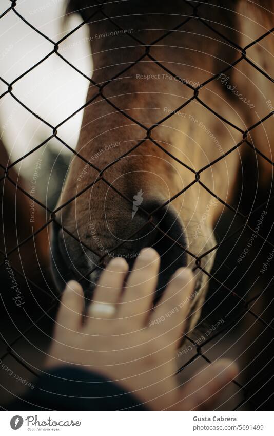 Ein Pferd nähert sich einer Hand. Pferdekopf Gate Tierporträt Außenaufnahme Farbfoto Nutztier Tag Tiergesicht Natur Blick Säugetier