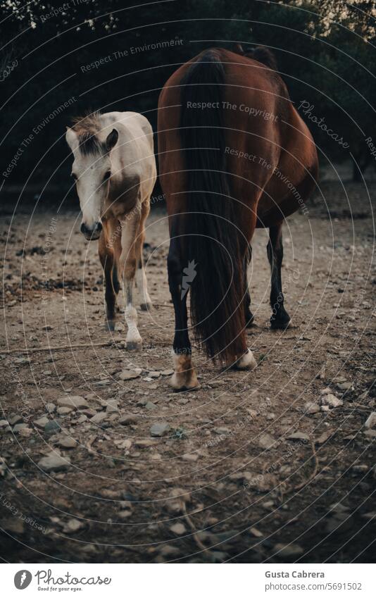 Stute mit ihrem kleinen Fohlen. Pferde Außenaufnahme pferdeähnlich Tier Natur Säugetier Reiterin Bauernhof Feld Gras im Freien