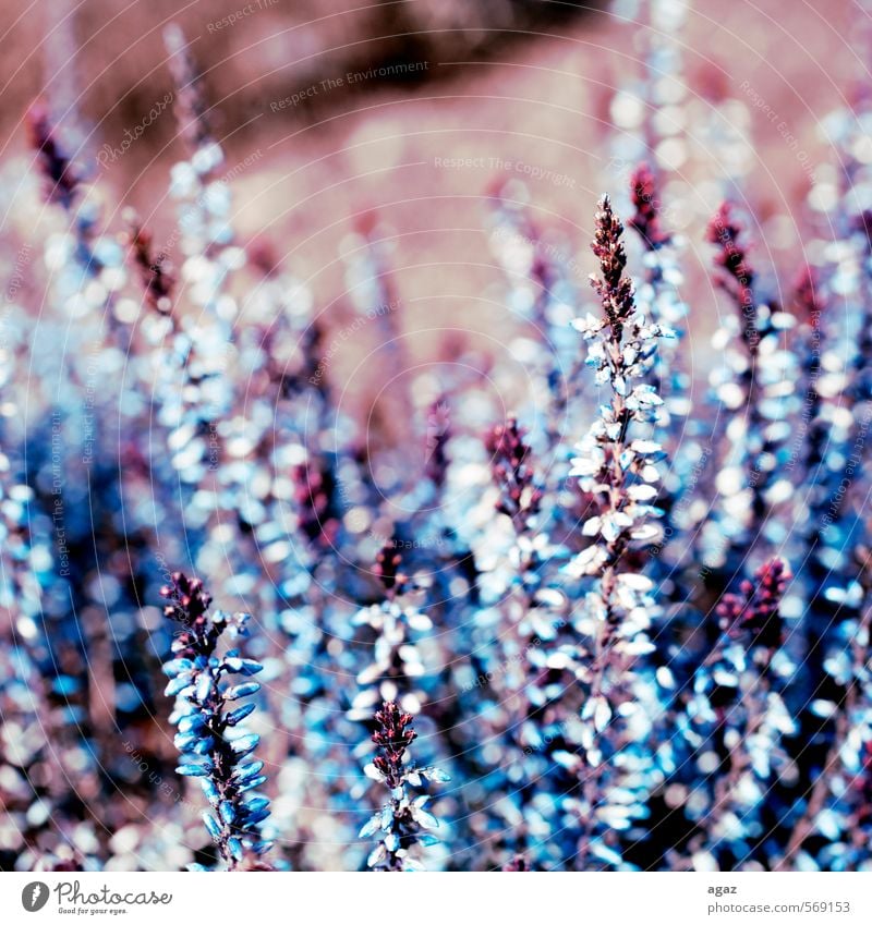 Heidenkraut Umwelt Natur Landschaft Frühling Pflanze Blüte heidenkraut Garten Park ästhetisch Duft kalt nah blau violett rot Stimmung Frühlingsgefühle Vorfreude