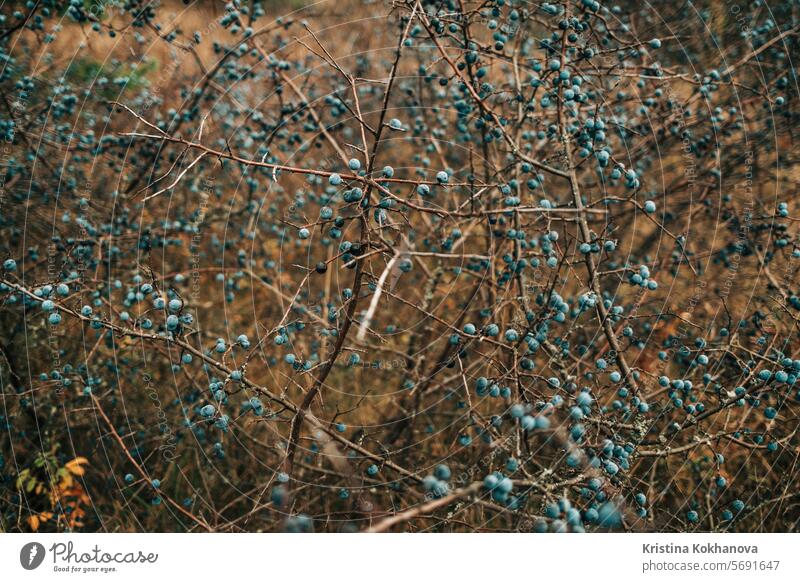Wilde saure reife Schlehe - Prunus spinosa im Herbst Natur. Botanik, Pflanzen Konzept. Beeren Schlehen blau Ast Lebensmittel Frucht natürlich Schwarzdorn Buchse
