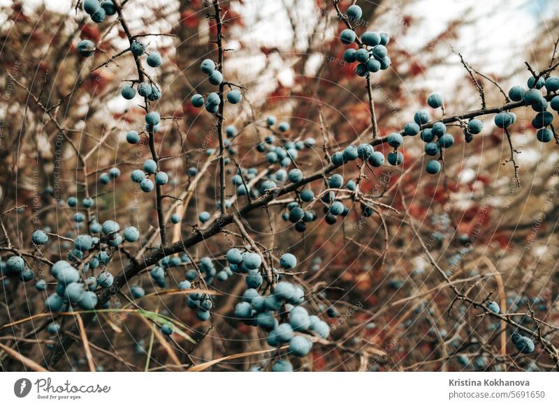 Wilde saure reife Schlehe - Prunus spinosa im Herbst Natur. Botanik, Pflanzen Konzept. Beeren Schlehen blau Ast Lebensmittel Frucht natürlich Schwarzdorn Buchse