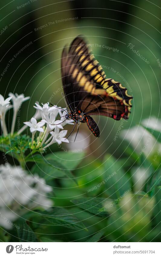 Exotischer Schmetterling trinkt Nektar an Blüte Battus polydamas Ritterfalter Papillio Insekt Blatt grün rot Flora Fauna Natur Tier Pflanze Papillio polyxenes